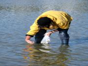 Location de particuliers � particuliers Bretagne,grande maison avec chemin�e. G�te Finist�re photo 8