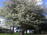 Location de particuliers � particuliers Ferme de Lesseye Chambres d'hotes Finist�re photo 12