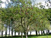 Location de particuliers � particuliers Ferme de Lesseye Chambres d'hotes Finist�re photo 3