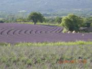 Location de particuliers � particuliers Mas en pierre 6pers avec piscine � Gordes, Luberon en Provence Location saisonni�re Vaucluse photo 13