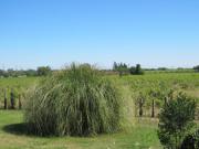Location de particuliers � particuliers BASTIDON au milieu des vignes Location saisonni�re Var photo 9