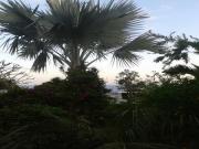 Location de particuliers � particuliers Chambre chez l'habitant dans jardin tropical Chambres chez l'habitant R�union photo 4