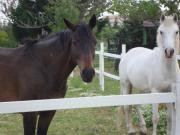 Location de particuliers � particuliers 2 GITES EN CAMARGUE DANS ANCIEN MAS  G�te Gard photo 5