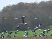 Location de particuliers � particuliers Les rives du lac du der, Situation exceptionnelle G�te Marne photo 8