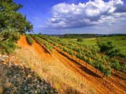 Location de particuliers � particuliers Villa Limonade, au c�ur du Minervois et de son vignoble, maison d'h�tes 4 �pis Chambres d'hotes H�rault photo 12