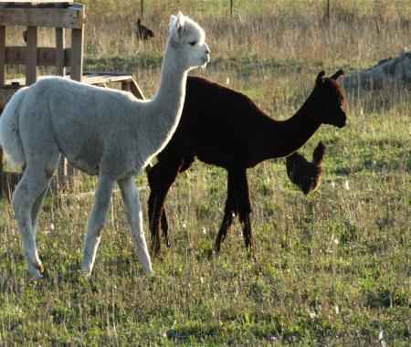 Location de particuliers � particuliers 2 G�tes dans un parc de plus de 200 animaux G�te Vaucluse