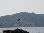 Location de particuliers � particuliers La campagne � 3 mn de la plage ! Location saisonni�re Corse du Sud photo 8