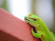 Location de particuliers � particuliers COCO LODGE, dans le nord de Mayotte Chambres d'hotes Mayotte photo 5