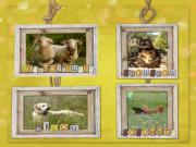 Location de particuliers � particuliers G�te avec piscine pr�s de Pompignan dans le Gard G�te Gard photo 2