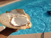 Location de particuliers � particuliers Logement avec piscine  Location saisonni�re Guadeloupe photo 5