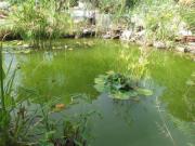 Location de particuliers � particuliers CODJAV en provence verte, en pleine nature pres de Puget-Ville Location saisonni�re Var photo 5