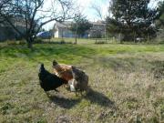 Location de particuliers � particuliers Location saisonni�re Gironde-Dordogne Location saisonni�re Gironde photo 15