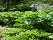 Location de particuliers � particuliers A fleur d'ailes - G�te nature, Val de Loire class� UNESCO G�te Loir et Cher photo 8