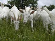 Location de particuliers � particuliers Eco-g�te � la ferme la Gatinnelle (5 � 7 pers) G�te Deux S�vres photo 6