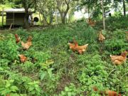 Location de particuliers � particuliers Domaine de la ferme d'Erambere Chambres d'hotes Nouvelle Cal�donie photo 7