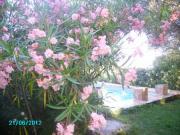 Location de particuliers � particuliers APT F3 REZ DE JARDIN PISCINE VUE MER Location saisonni�re Corse du Sud photo 13