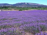 Location de particuliers � particuliers Gites et chambres d'h�tes en sud Ard�che avec piscine,location de vacances proche des Gorges de l'Ard�che G�te Ard�che photo 10