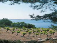 Location de particuliers � particuliers Chambres d'hotes � Fitou � 5 minutes de la mer Chambres d'hotes Aude photo 2