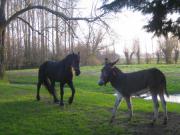 Location de particuliers � particuliers COTE D'OPALE - A la ferme - Douche � l'italienne - Mer, Rivi�re & Animaux... Chambres d'hotes Pas de Calais photo 9