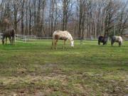 Location de particuliers � particuliers GITE DE LA COMBETTE, ancienne ferme Bressane G�te Ain photo 12