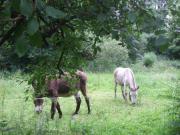 Location de particuliers � particuliers Les chambres de nistoir glazel, calme, verdure en centre-bretagne pr�s de Poulf�tan Chambres d'hotes Morbihan photo 7