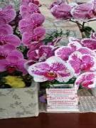 Location de particuliers � particuliers MAISON DE CHARME LES ORCHIDEES JAUNAY CLAN PROX Poitiers Chambres d'hotes Vienne photo 14