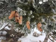 Location de particuliers � particuliers La roulotte d'Heidi pour un s�jour original tout confort Location insolite Savoie photo 13