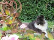 Location de particuliers � particuliers Chamres d'H�tes L'Echapp�e Belle Chambres d'hotes Loiret photo 8