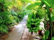 Location de particuliers � particuliers Gites Couleurs Antilles,piscine,jardin tropical G�te Guadeloupe photo 14