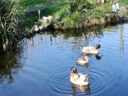 Location de particuliers � particuliers Studio d'h�tes grand confort pr�s de Pont-Aven G�te Finist�re photo 9