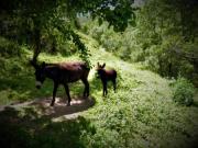 Location de particuliers � particuliers Mas de la Fargassa - Ch�let familial Chalet Pyr�n�es Orientales photo 11