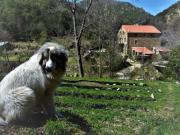 Location de particuliers � particuliers Mas de la Fargassa - Ch�let familial Chalet Pyr�n�es Orientales photo 12