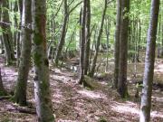 Location de particuliers � particuliers Gite Les jardins, Parc Naturel R�gional du Haut Languedoc G�te H�rault photo 15