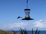 Location de particuliers � particuliers Le Colibri, belle vue mer, plage, piscinette privative Location saisonni�re Guadeloupe photo 13