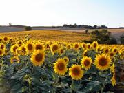 Location de particuliers � particuliers En Pascot - appartement Tournesol dans ferme historique (� 10 mn : Canal du Midi, lacs, Villefranche-de-Lauragais) Location saisonni�re Haute garonne photo 15