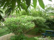 Location de particuliers � particuliers Logis de Koutio  G�te Nouvelle Cal�donie photo 5
