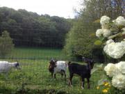 Location de particuliers � particuliers G�te 