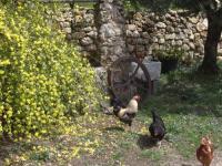 Location de particuliers � particuliers GITE EQUESTRE � Aups au porte du Verdon G�te Var photo 7